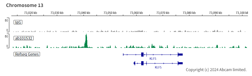 ChIC/CUT&RUN sequencing - Anti-CDX2 antibody [SP54] - BSA and Azide free (AB240936), expandable thumbnail