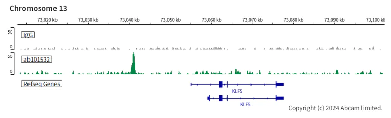 ChIC/CUT&RUN sequencing - Anti-CDX2 antibody [SP54] - BSA and Azide free (AB240936)