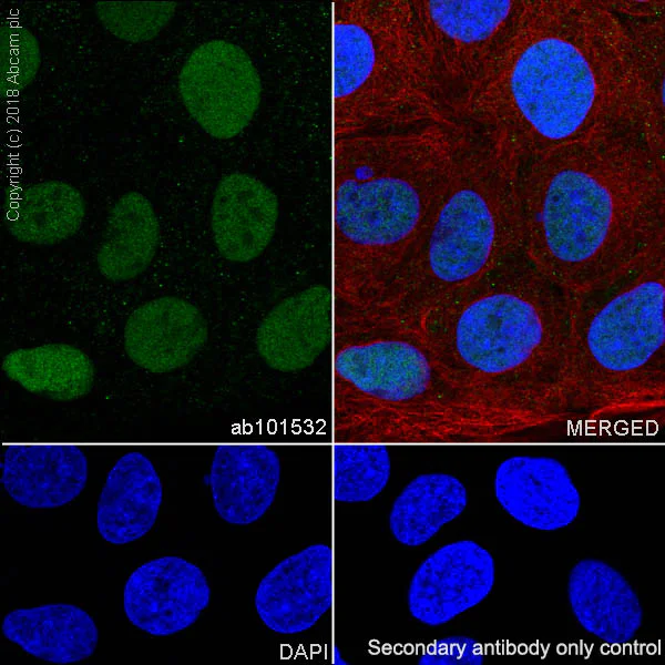 Immunocytochemistry/ Immunofluorescence - Anti-CDX2 antibody [SP54] - BSA and Azide free (AB240936)