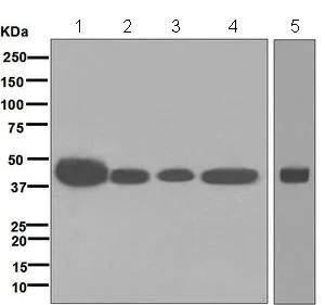 Western blot - Anti-Cdx4 antibody [EPR5760] (AB134145)