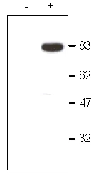 Western blot - Anti-CDYL antibody (AB5188)