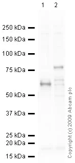 Western blot - Anti-CDYL antibody (AB5188)