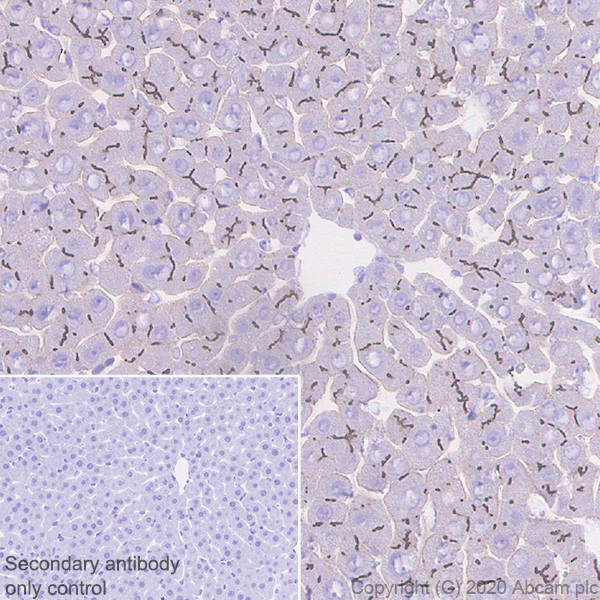 Immunohistochemistry (Formalin/PFA-fixed paraffin-embedded sections) - Anti-CEACAM1 antibody [11-1H] (AB254156), expandable thumbnail