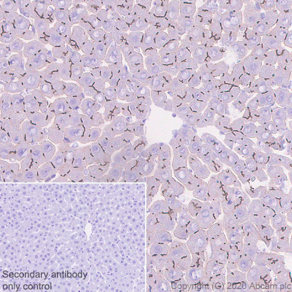 Immunohistochemistry (Formalin/PFA-fixed paraffin-embedded sections) - Anti-CEACAM1 antibody [11-1H] (AB254156)