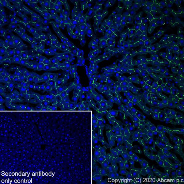 Immunohistochemistry (Frozen sections) - Anti-CEACAM1 antibody [11-1H] (AB254156), expandable thumbnail