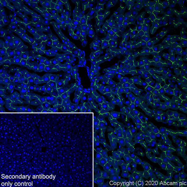Immunohistochemistry (Frozen sections) - Anti-CEACAM1 antibody [11-1H] (AB254156)