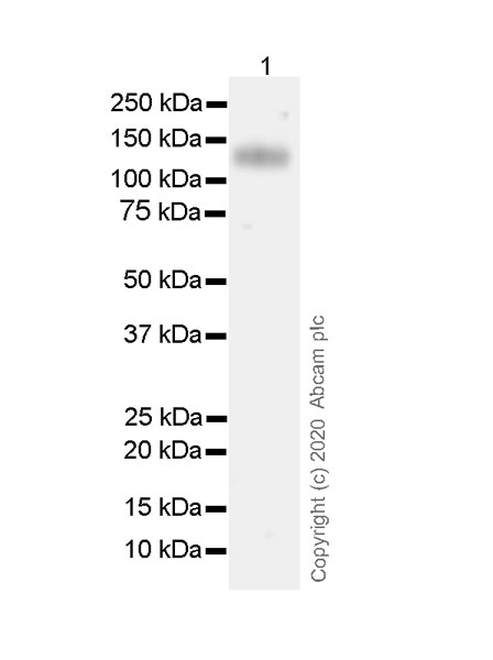 Western blot - Anti-CEACAM1 antibody [11-1H] (AB254156), expandable thumbnail