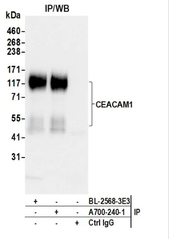 Immunoprecipitation - Anti-CEACAM1 antibody [BLR240L] - BSA free (AB314050)
