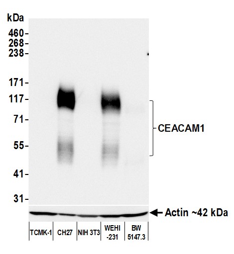 Western blot - Anti-CEACAM1 antibody [BLR240L] - BSA free (AB314050), expandable thumbnail