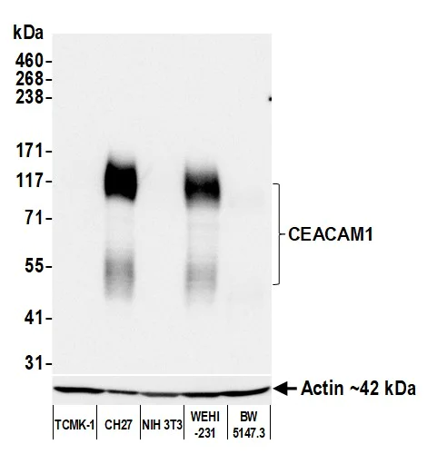 Western blot - Anti-CEACAM1 antibody [BLR240L] - BSA free (AB314050)
