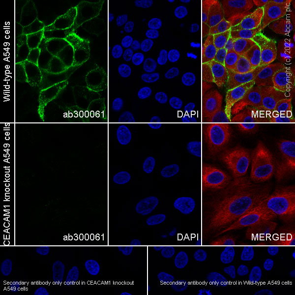 Immunocytochemistry - Anti-CEACAM1 antibody [EPR26490-88] (AB300061)