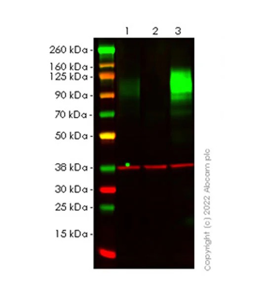 Western blot - Anti-CEACAM1 antibody [EPR26490-88] (AB300061)