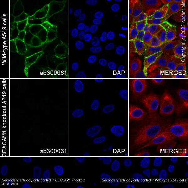 Immunocytochemistry - Anti-CEACAM1 antibody [EPR26490-88] (BSA and Azide free) (AB300062)
