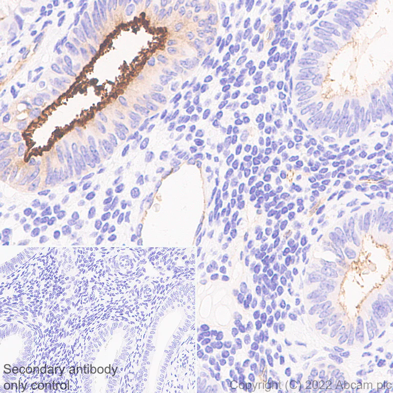 Immunohistochemistry (Formalin/PFA-fixed paraffin-embedded sections) - Anti-CEACAM1 antibody [EPR26490-88] (BSA and Azide free) (AB300062)