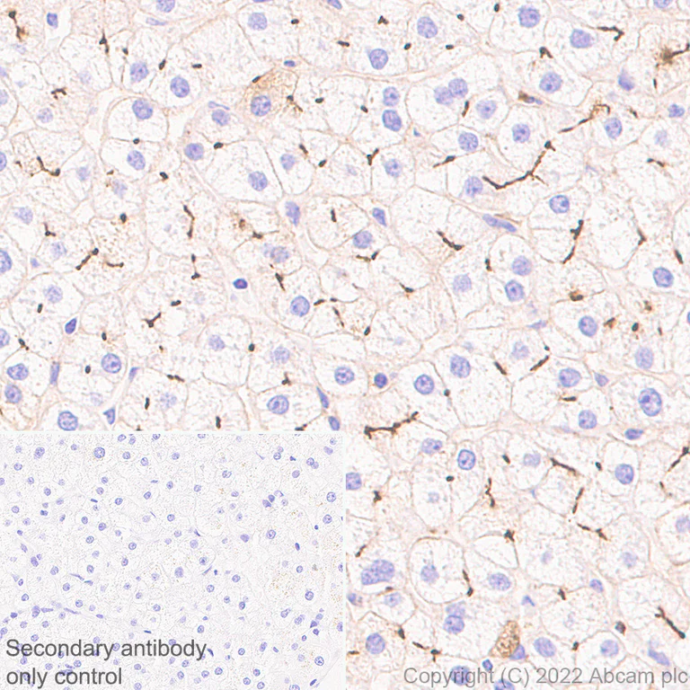 Immunohistochemistry (Formalin/PFA-fixed paraffin-embedded sections) - Anti-CEACAM1 antibody [EPR26490-88] (BSA and Azide free) (AB300062)