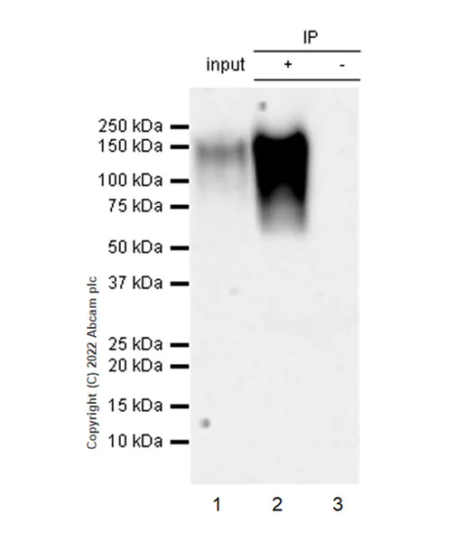 Immunoprecipitation - Anti-CEACAM1 antibody [EPR26490-88] (BSA and Azide free) (AB300062)