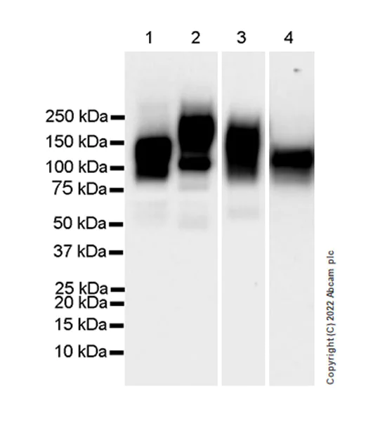 Western blot - Anti-CEACAM1 antibody [EPR26490-88] (BSA and Azide free) (AB300062)