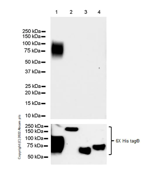 Western blot - Anti-CEACAM1 antibody [EPR26490-88] (BSA and Azide free) (AB300062)