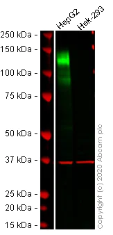 Western blot - Anti-CEACAM1 antibody [EPR4048] (AB108390)