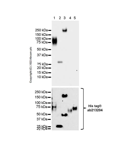 Western blot - Anti-CEACAM1 antibody [EPR4048] - BSA and Azide free (AB179460)