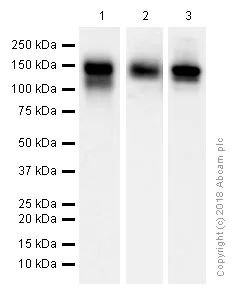 Western blot - Anti-CEACAM1 antibody [EPR4049] (AB108397)