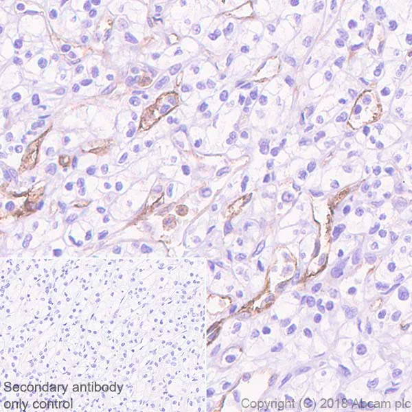 Immunohistochemistry (Formalin/PFA-fixed paraffin-embedded sections) - Anti-CEACAM1 antibody [EPR4049] - BSA and Azide free (AB239929)