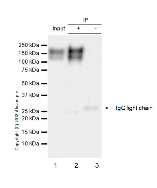 Immunoprecipitation - Anti-CEACAM1 antibody [EPR4049] - BSA and Azide free (AB239929)