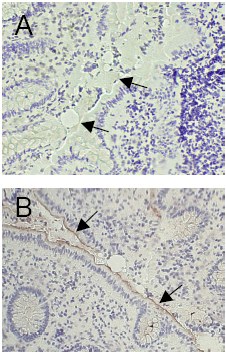 Immunohistochemistry (Frozen sections) - Anti-CEACAM1 antibody [GM8G5] (AB26279)