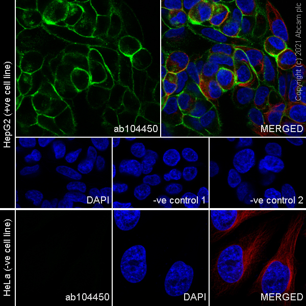 Immunocytochemistry/ Immunofluorescence - Anti-CEACAM1 + CEACAM3 + CEACAM6 antibody [YTH71.3] (AB104450)