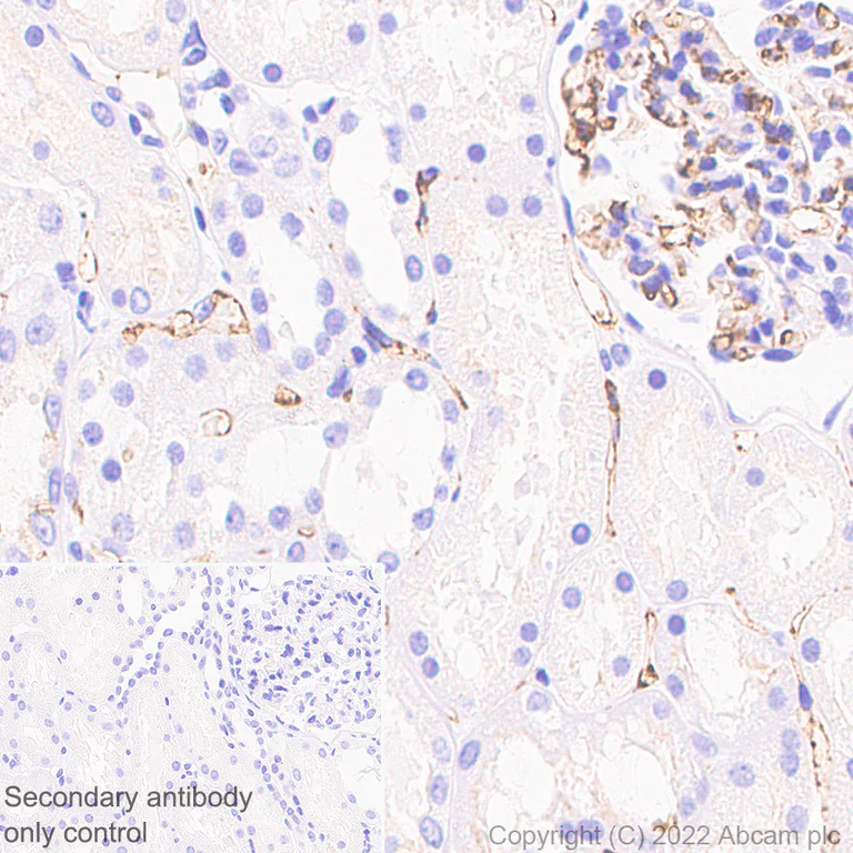 Immunohistochemistry (Formalin/PFA-fixed paraffin-embedded sections) - Anti-CEACAM1 + CEACAM3 + CEACAM6 antibody [YTH71.3] (AB104450)