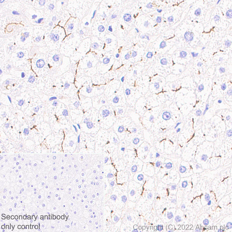 Immunohistochemistry (Formalin/PFA-fixed paraffin-embedded sections) - Anti-CEACAM1 + CEACAM3 + CEACAM6 antibody [YTH71.3] (AB104450)