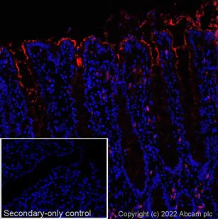 Immunohistochemistry (Frozen sections) - Anti-CEACAM1 + CEACAM3 + CEACAM6 antibody [YTH71.3] (AB104450)