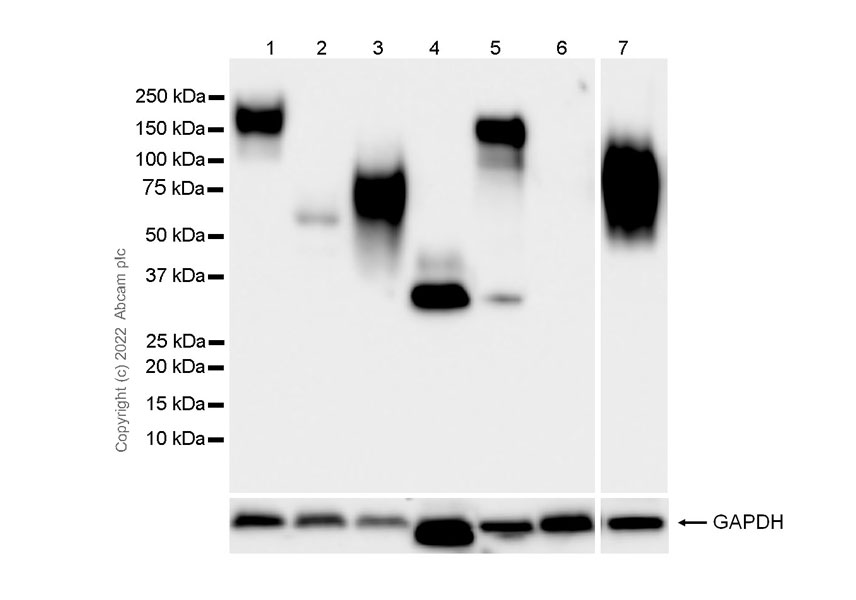 Anti-CEACAM1 + CEACAM3 + CEACAM6 antibody [YTH71.3]
