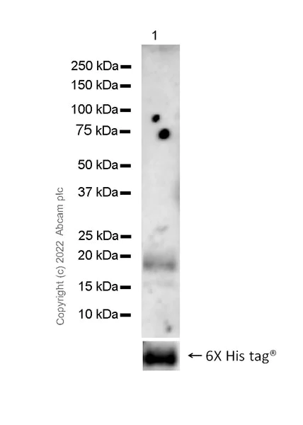 Western blot - Anti-CEACAM1 + CEACAM3 + CEACAM6 antibody [YTH71.3] (AB104450)