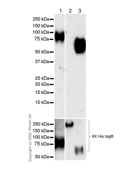 Western blot - Anti-CEACAM1 + CEACAM3 + CEACAM6 antibody [YTH71.3] (AB104450)