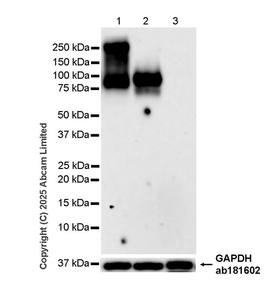 Western blot - Anti-CEACAM1+ CEACAM5 + CEACAM6 + CEACAM8 antibody  [RM1195] (AB323805), expandable thumbnail