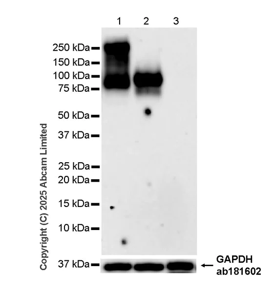 Western blot - Anti-CEACAM1+ CEACAM5 + CEACAM6 + CEACAM8 antibody [RM1195] (AB323805)