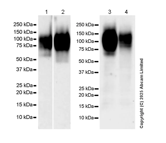 Western blot - Anti-CEACAM1+ CEACAM5 + CEACAM6 + CEACAM8 antibody [RM1195] (AB323805)