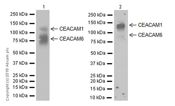 Western blot - Anti-CEACAM1 + CEACAM6 antibody [EPR19878] (AB206431)