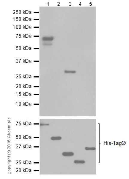 Western blot - Anti-CEACAM1+CEACAM6 antibody [EPR19878] - BSA and Azide free (AB251459)