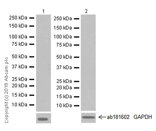 Western blot - Anti-CEACAM1+CEACAM6 antibody [EPR19878] - BSA and Azide free (AB251459)