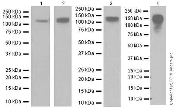 Western blot - Anti-CEACAM1+CEACAM6 antibody [EPR19878] - BSA and Azide free (AB251459)