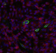 Immunocytochemistry/ Immunofluorescence - Anti-CEACAM20 antibody [HT-12D8] (AB59626)