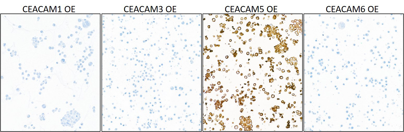 Immunocytochemistry - Anti-CEACAM5 antibody [BLR198J] - BSA free (AB314055), expandable thumbnail