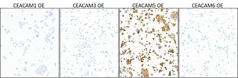 Immunocytochemistry - Anti-CEACAM5 antibody [BLR198J] - BSA free (AB314055)