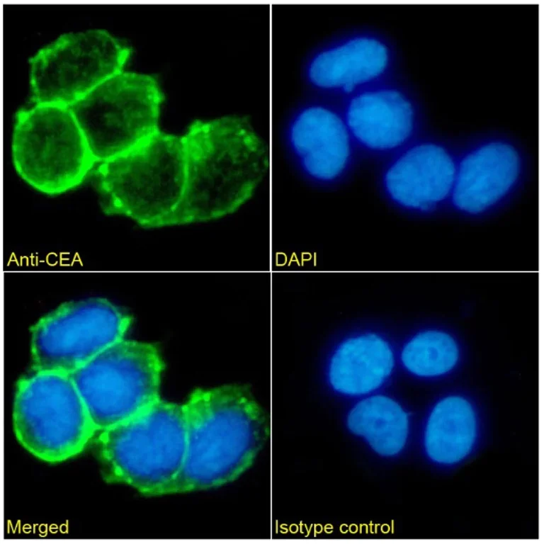 Immunocytochemistry/ Immunofluorescence - Anti-CEACAM5 Antibody [CB30] (AB316349)