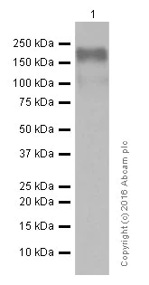 Western blot - Anti-CEACAM5 antibody [EPCEAR7] (AB133633)