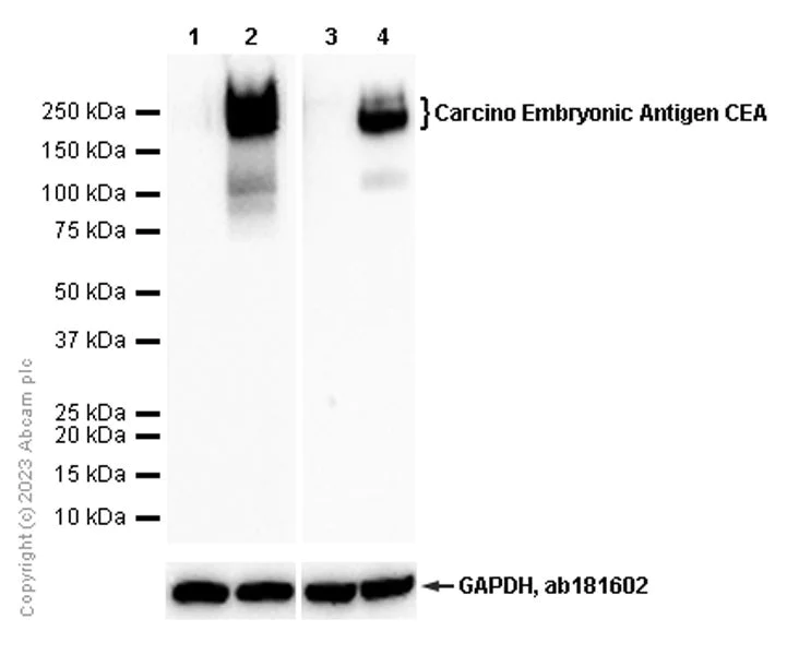 Western blot - Anti-CEACAM5 antibody [EPCEAR7] - BSA and Azide free (AB226144)