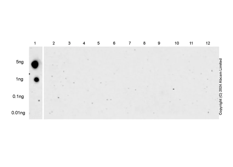 Dot Blot - Anti-CEACAM5 antibody [EPR28723-86] - BSA and Azide free (AB317619)