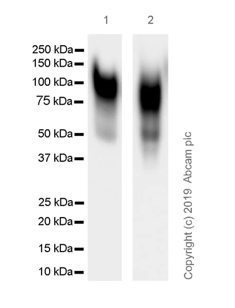Western blot - Anti-CEACAM6 antibody [1H7-4B] - BSA and Azide free (AB255910)